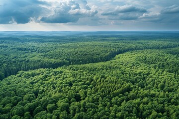 Fototapeta na wymiar Aerial View of Dense Green Pine Forest