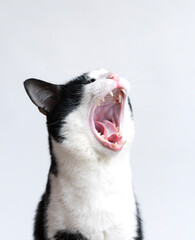Cute cat yawns. Very open mouth. isolated - 785553552