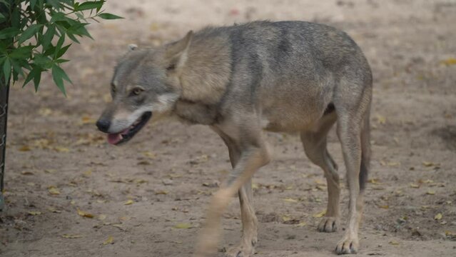  Arabian wolf (Canis lupus arabs) a very rare Arbian Wolf is the smallest of the known wolves. High Quality 4K Footage