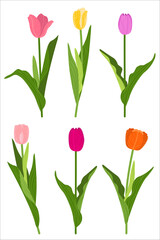 A collection of different tulip plants. Hand-drawn flat vector illustration.