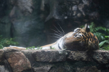 Close up Indochinese tiger is beautiful animal and dangerous in forest