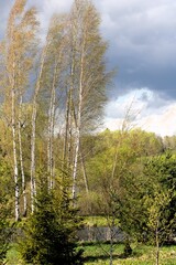 birch trees on a windy sunny day with a dark blue sky in the background and conifers in the foreground