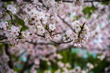 Full bloom cherry blossom in South Korea flower festival