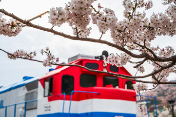 Full bloom cherry blossom at Gyeoughwa station, Korail train most populat tourist attraction in Jin...