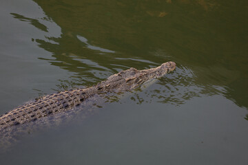 Close up salt crocodile is show head in river