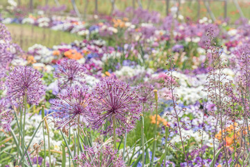 Obraz premium Bed of colorful spring flowers in a landscape park, focus on the big blossom of Persian onion (allium cristophii)