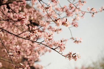 Obraz premium Printemps de Paris, France