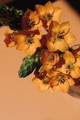 Star flower stem with sunlight shadows on peachy orange background - 785556395