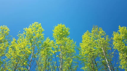 Obraz premium Seasonal Leaves: A photo of trees with fresh green leaves against a clear blue sky