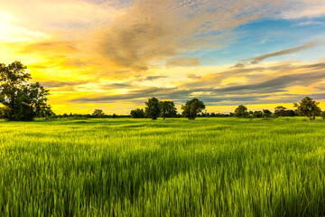 The rice fields are full, waiting to be harveste at countryside with sunset. Farm, Agriculture concept.