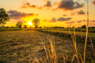 View of the rice fields after harvest during sunset. Farm, Agriculture concept.