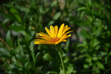 Blühende Blume