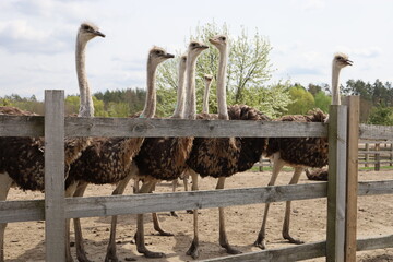 Young Ostriches Flocked Together Enclosure