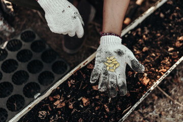 Gardeners hold pumpkin seeds in their hands before planting them in the ground.