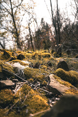 autumn forest in the forest