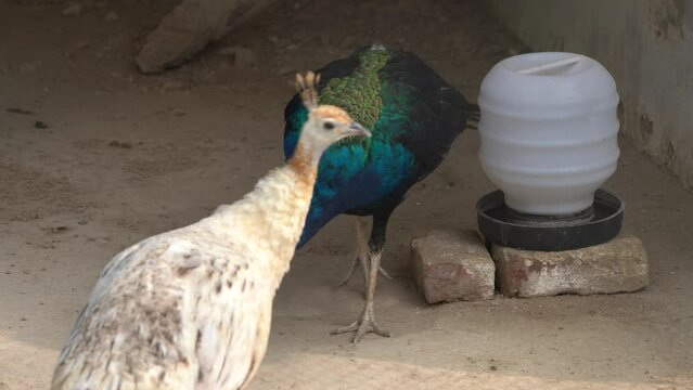 A beautiful peacock walking in the garden, showing the colorful feather. the male bird has bright colourful plumage , It is the national bird of India
