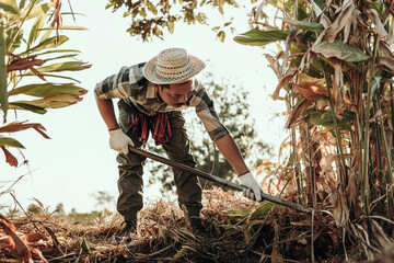 Before planting vegetables, gardeners use a hoe to clear weeds from the soil.