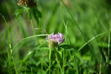 Zarte blaue/violette Wildblume im hohen Gras