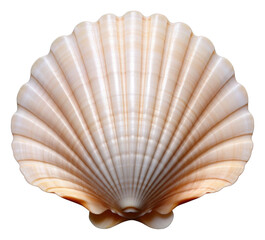 PNG  Sea shell clam sea invertebrate