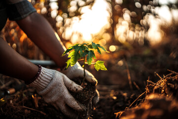 A farmer is planting a papaya tree in the ground. - obrazy, fototapety, plakaty