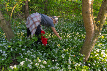 A young woman is picking the leaves of the bear garlic blooming in the forest