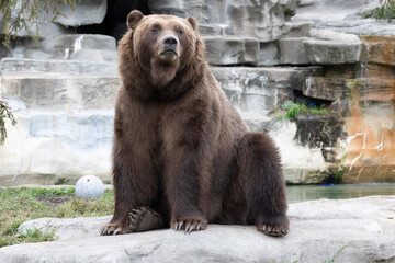 Captive Grizzly Bear. The Brown Bear's Domain.  Photography.