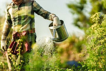 A vegetable gardener is using a watering can to water vegetables growing in the garden in the evening.