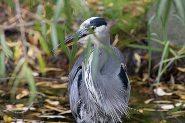 Great Blue Heron Bird The Silent Stalker,  Wading Through the Wetlands.  Photography.