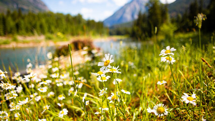 Flowers in Glacier National Park