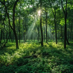 Obraz premium Sun shines through trees in forest