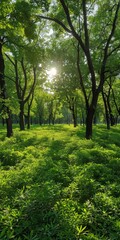 Fototapeta na wymiar Sun shining through trees in park