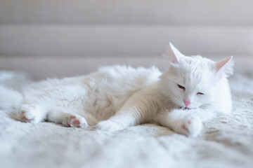 Fluffy white cat lies on a soft bed. Portrait of breed Turkish Angora cat. Close up photo.