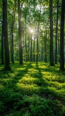 Sun shines through trees in green forest
