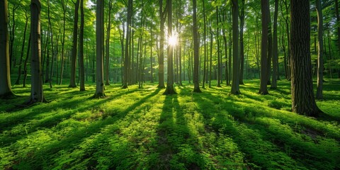 Fototapeta na wymiar Sun shining through trees in green forest