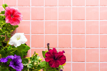 Spring decoration of a home balcony or terrace with flowers, colorful petunias on pink tile...