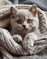 British shorthair kitten posing in its warm wool blanket - 785566743