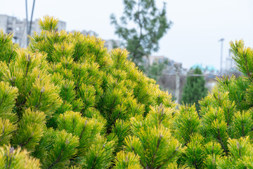 Young branches mountain pine of evergreen plants. Green dwarf coniferous shrub that has spherical shape. Fresh spruce twig and needles. Tree decorative pinus mugo litomysl. Landscape and park design