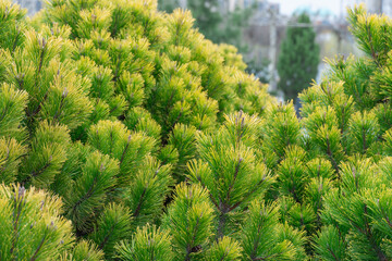 Young branches mountain pine of evergreen plants. Green dwarf coniferous shrub that has spherical...