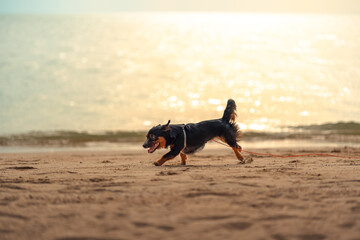 Dog running on the beach. dog, pet, family concept.