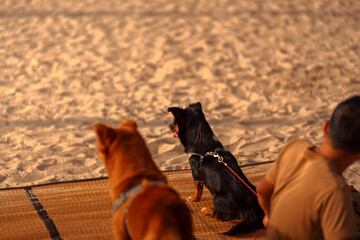 A man owns a dog sits on a mat on the beach. Animal family concept.