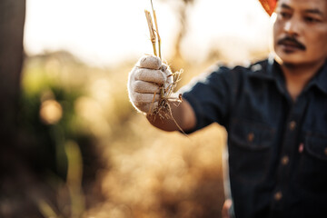 A gardener is cleaning weeds from the soil before planting vegetables.