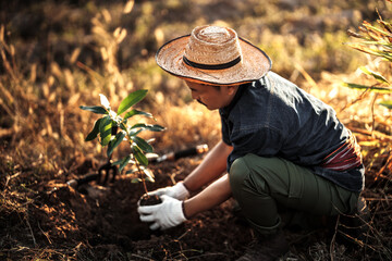 A gardener is planting a mango tree in the garden.