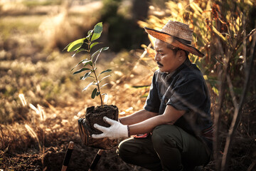 A gardener is planting a mango tree in the garden.