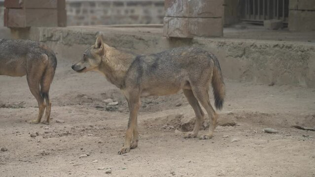  Arabian wolf (Canis lupus arabs) a very rare Arbian Wolf is the smallest of the known wolves. High Quality 4K Footage
