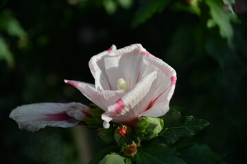 Zarte weiße Hibiskusblüte mit rosa Akzenten und Knospen © Pawel Hordjewicz