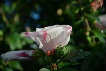 Zarte Hibiskusknospe mit rosa Streifen und geöffneter Blüte © Pawel Hordjewicz