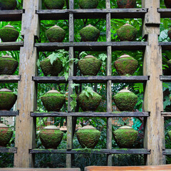 Moss covered clay pots on shelves in Monkuware Thao Wessuwan Temple & Garden.