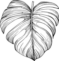 Exotic tropical monstera. Black and white leaf engraved ink art. Isolated illustration element on white background.
