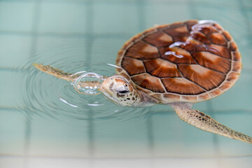 Carrett Schildkröte blubbert niedlich Nahaufnahme