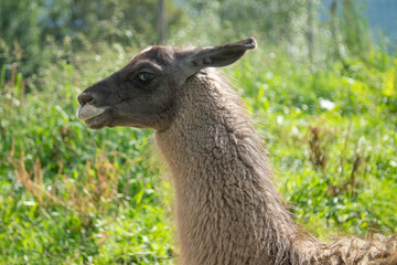 Portrait of a llama among the greenery.
